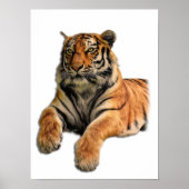 美しいベンガルタイガー顔写真 ポスター (正面)