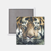 美しいベンガルタイガー顔写真 マグネット (正面/裏面)