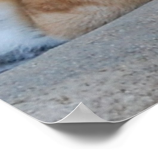 美しいベンガルタイガー ポスター (角)