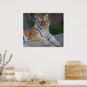 美しいベンガルタイガー ポスター (キッチン)