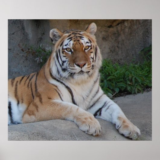 美しいベンガルタイガー ポスター (正面)