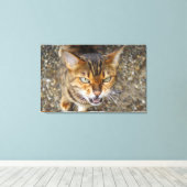 美しいベンガル猫 キャンバスプリント (インサイチュ (ウッドフロア))
