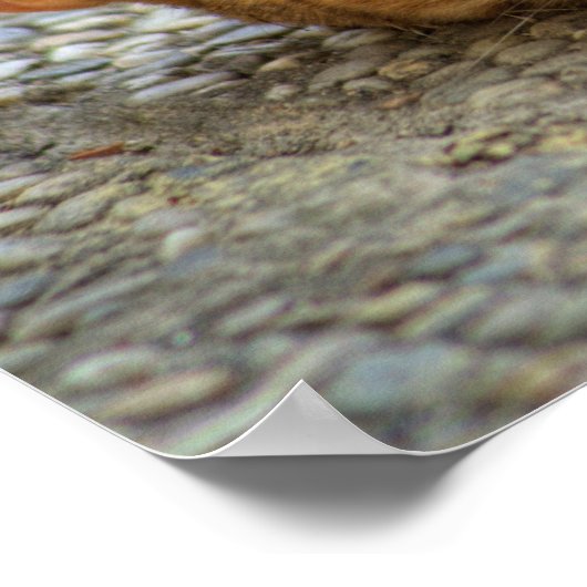 美しいベンガル猫 ポスター (角)