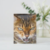美しいベンガル猫 ポストカード (スタンド正面)