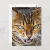 美しいベンガル猫 ポストカード (正面/裏面)