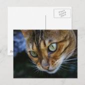 美しいベンガル猫 ポストカード (正面/裏面)