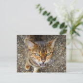 美しいベンガル猫 ポストカード (スタンド正面)