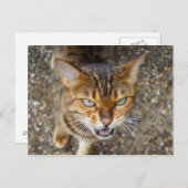美しいベンガル猫 ポストカード (正面/裏面)