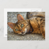 美しいベンガル猫 ポストカード (正面/裏面)