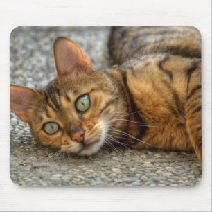 美しいベンガル猫 マウスパッド
