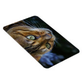 美しいベンガル猫 マグネット (右側)