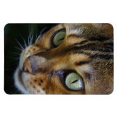 美しいベンガル猫 マグネット (横)