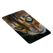 美しいベンガル猫 マグネット (右側)