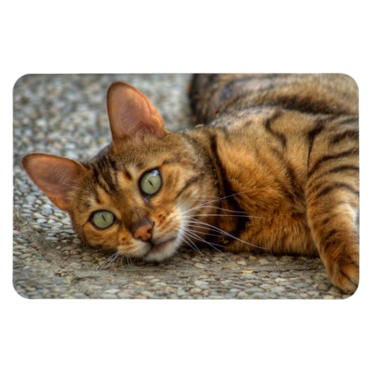 美しいベンガル猫 マグネット (横)