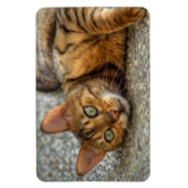 美しいベンガル猫 マグネット (縦)