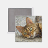 美しいベンガル猫 マグネット (正面/裏面)