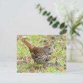 美しいホッキョクギツネムクドリの歌鳥が草原に ポストカード (スタンド正面)