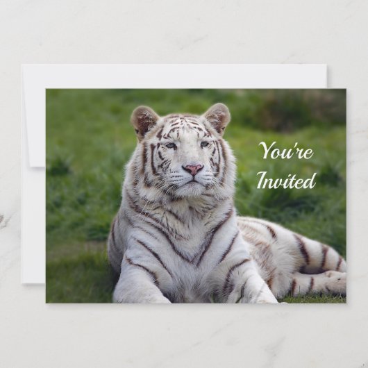 美しいホワイトタイガーフォト誕生日 招待状 (正面)
