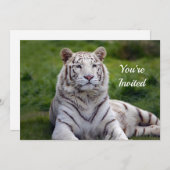 美しいホワイトタイガーフォト誕生日 招待状 (正面/裏面)