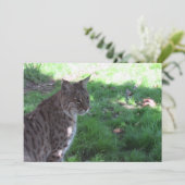 美しいボブキャット – フラットカード (スタンド正面)