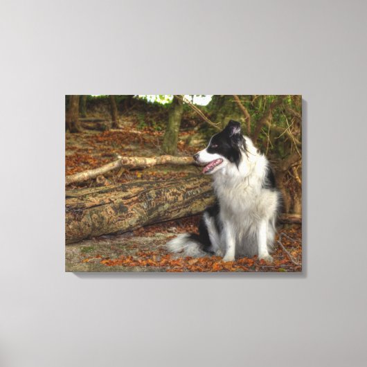 美しいボーダーコリーの犬が秋の紅葉の森で キャンバスプリント (正面)