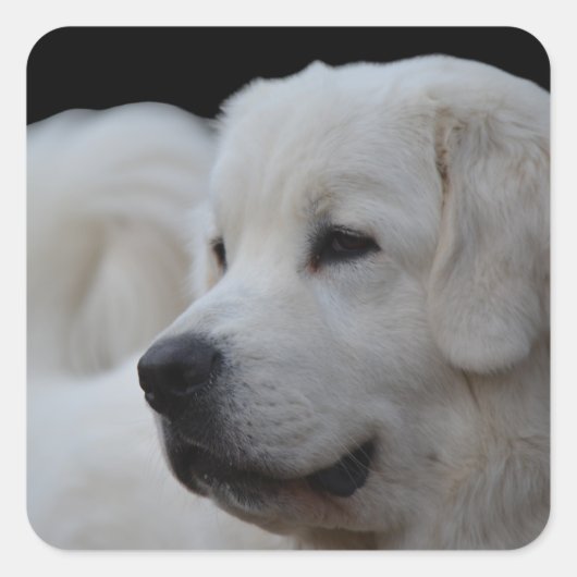 美しいポーランドのタトラシープドッグステッカー スクエアシール (正面)