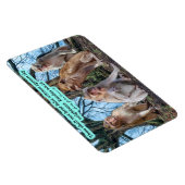 美しいマカケのサル聖なる書物、 経典出エジプト20:16 マグネット (右側)