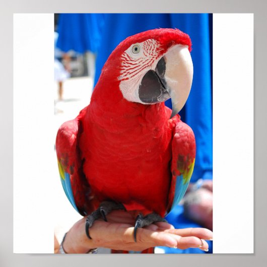 美しいマッコー ポスター (正面)