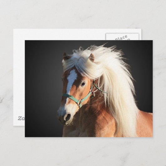 美しいマネを持つハフィンガーホース ポストカード (正面/裏面)