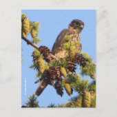 美しいマーリン・ファルコンが松の木に ポストカード (正面)