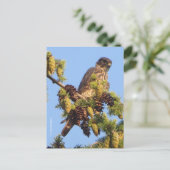 美しいマーリン・ファルコンが松の木に ポストカード (スタンド正面)