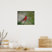 美しいミスター(鳥)ショウジョウコウカンチョウ ポスター (キッチン)