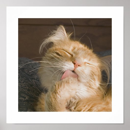 美しいメインクーンの猫のグルーミング写真 ポスター (正面)