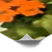 美しいメキシコのカレンダーガールとギター ポスター (角)