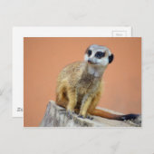 美しいメルカート ポストカード (正面/裏面)