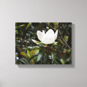 美しいモクレンの花 キャンバスプリント (正面)