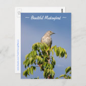 美しいモッキンギ鳥のポストカード ポストカード (正面/裏面)