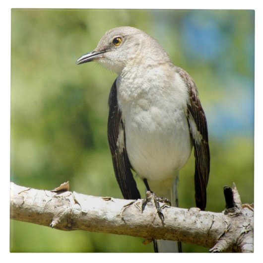 美しいモッキンバードタイル タイル (正面)