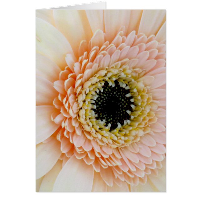 美しいモモまたはクリームのガーベラ (正面)