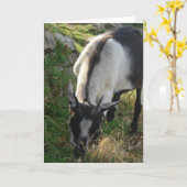 美しいヤギのサンベリーナ カード (黄色い花)