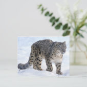 美しいユキヒョウ ポストカード (スタンド正面)