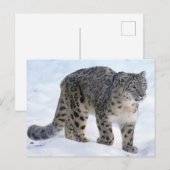 美しいユキヒョウ ポストカード (正面/裏面)