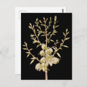 美しいユッカフラワー開花アットナイトインテキサス州 ポストカード (正面/裏面)