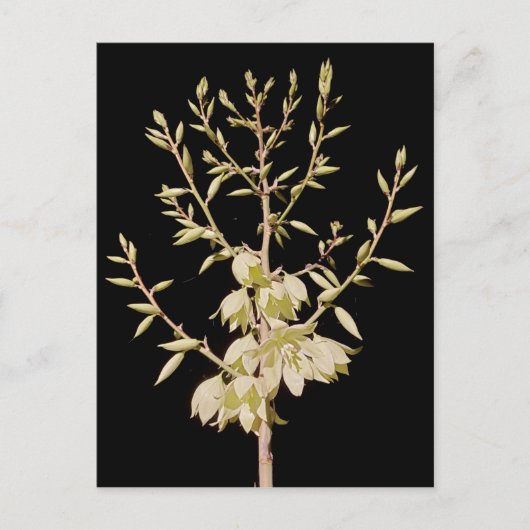 美しいユッカフラワー開花アットナイトインテキサス州 ポストカード (正面)