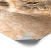 美しいライオンかわいい写真の壁ポスター ポスター (角)