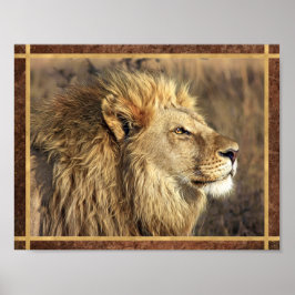 美しいライオンの写真 ポスター