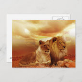 美しいライオンカップル葉書 ポストカード (正面/裏面)