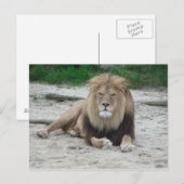美しいライオン ポストカード (正面/裏面)