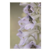 美しいライトパープルフラワーズフローラ ポスター (正面)