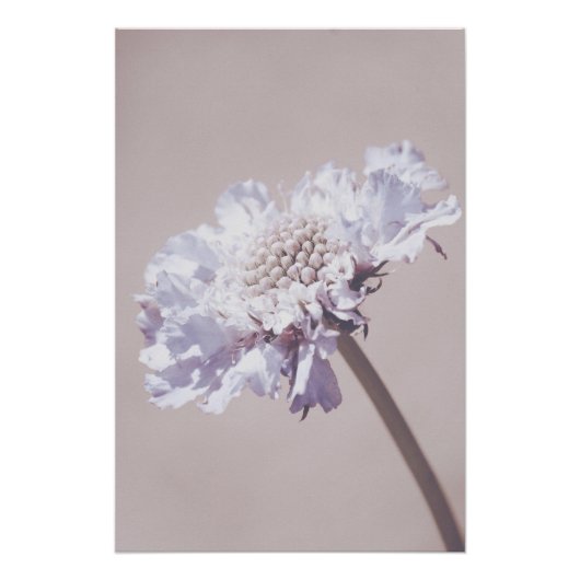 美しいライトパープルフラワーブロッサムフローラ ポスター (正面)